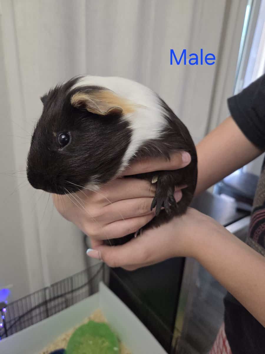 Guinea pig image 1