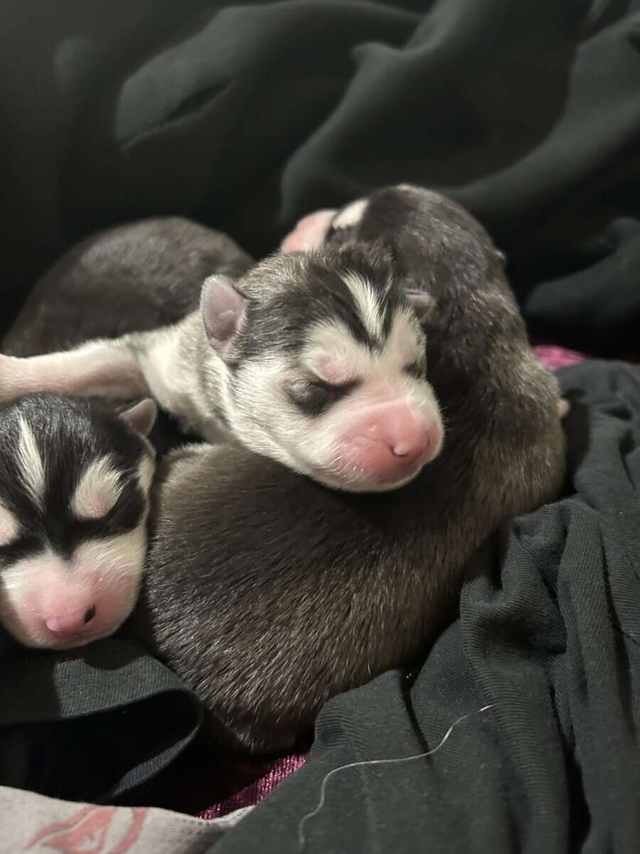 Husky image 3