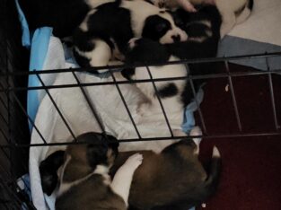 Halloween puppies ready for their forever homes