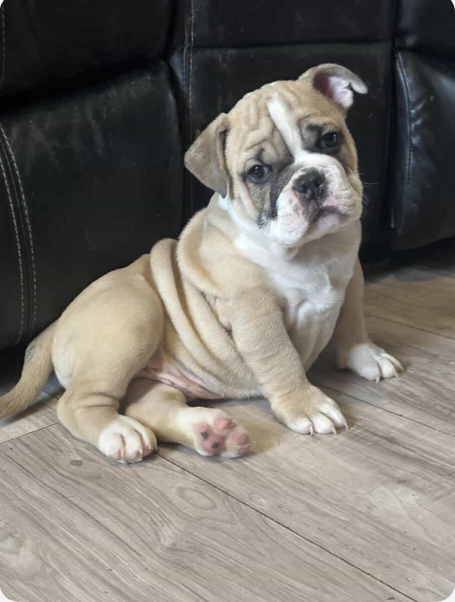 Olde English bulldog puppies image 5
