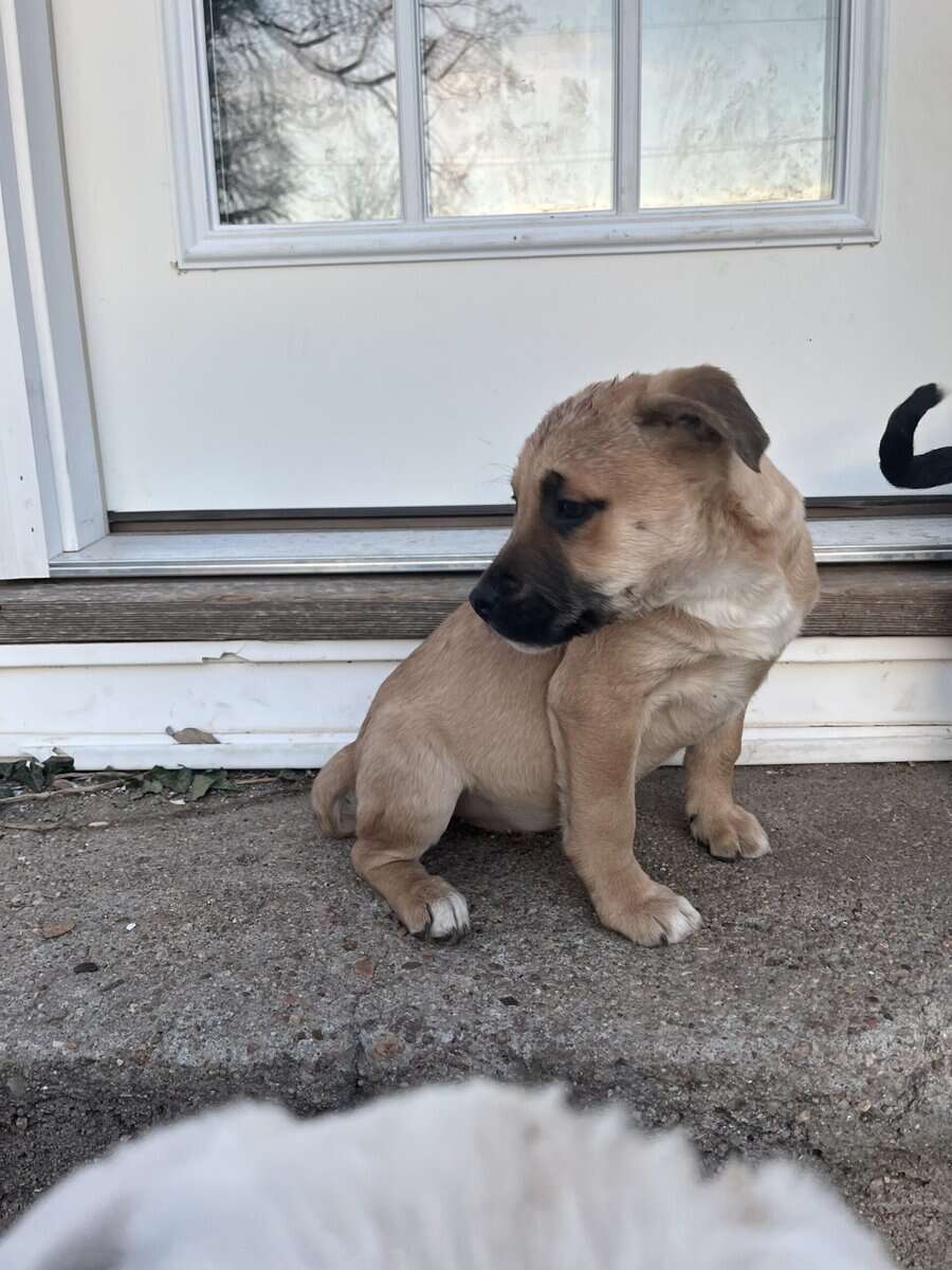Lab mix puppies image 2