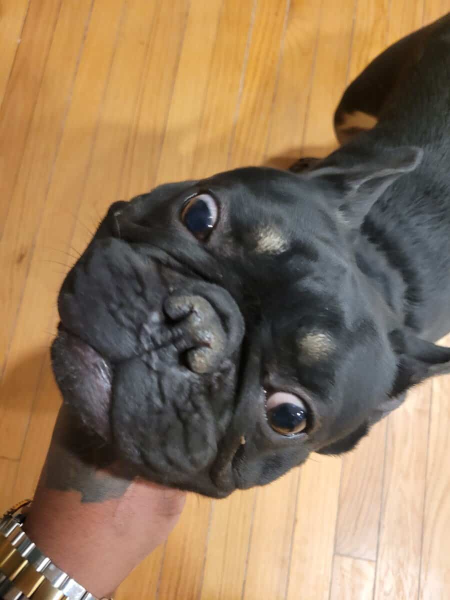 French bulldog image 1