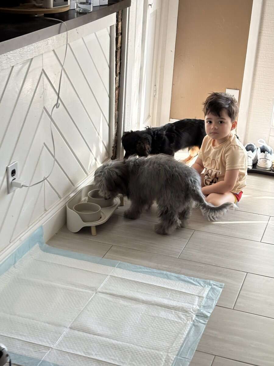 6 mo old pup - Benie image 5
