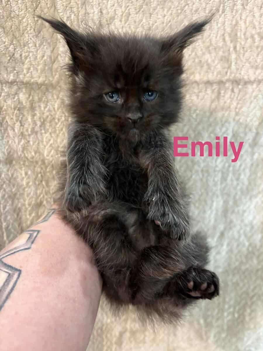 Maine Coon Kittens image 4