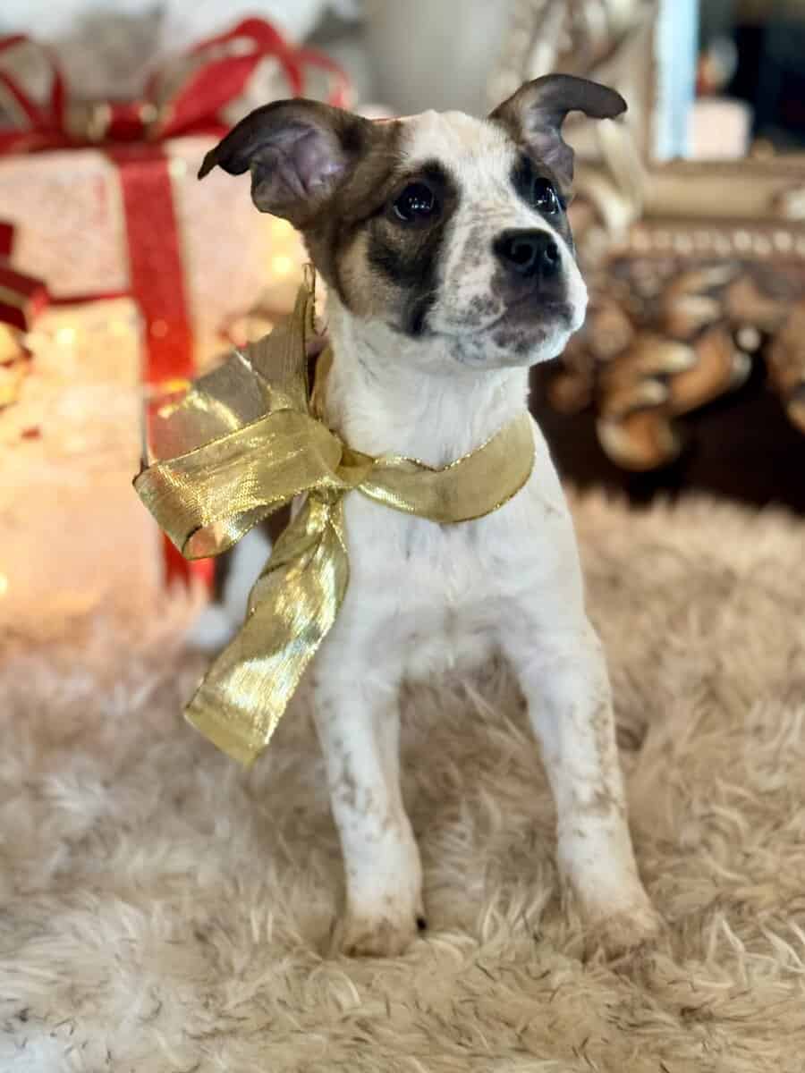 🏡🐶🐾Adorable Pit/Mix Puppies !!🐾🐶 🏡 image 3