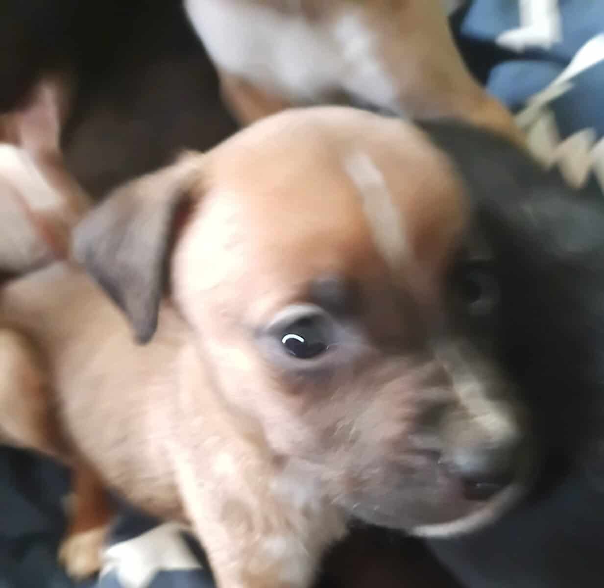 Christmas Puppies image 4