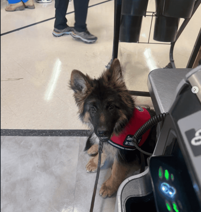Rodner German Shepherds image 4