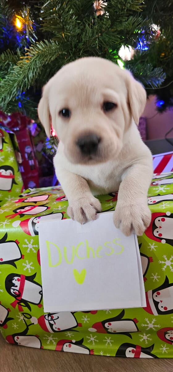 White Yellow Labrador Puppies image 3