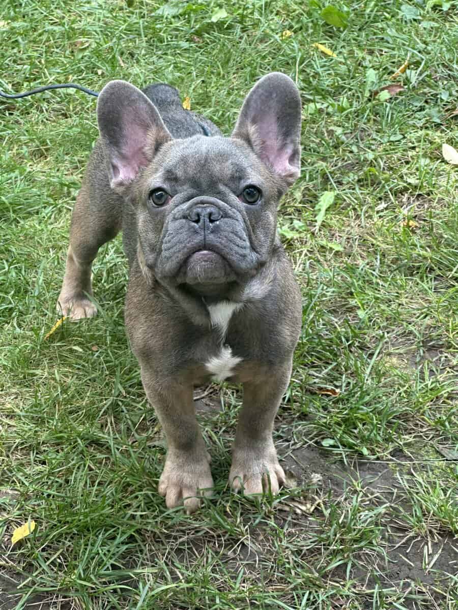 French bulldog image 3