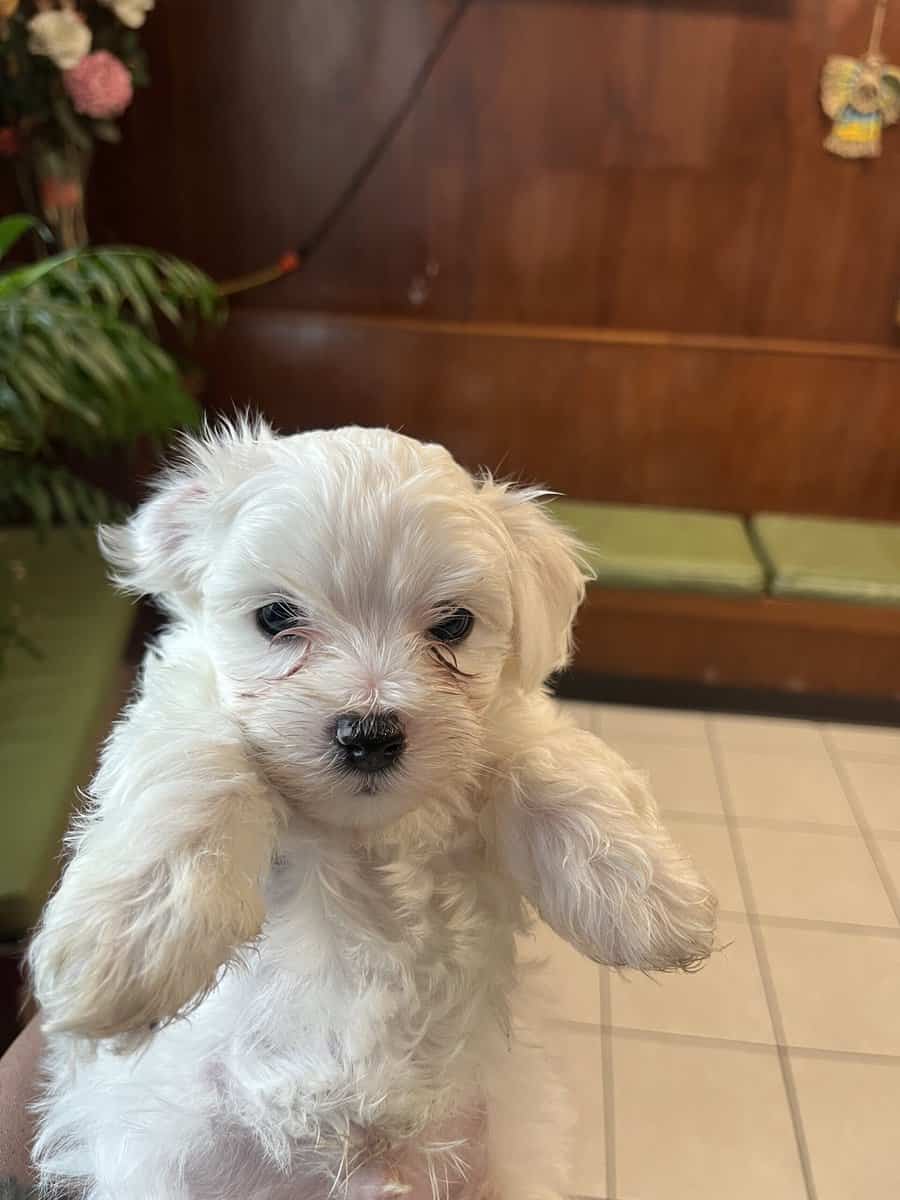 Maltese puppies for sale image 1