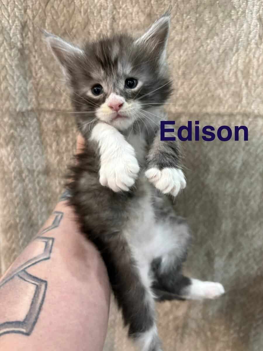 Maine Coon Kittens image 6