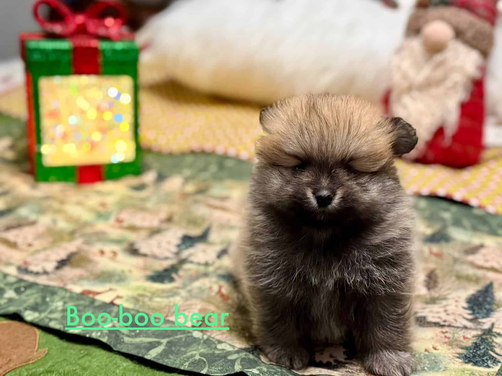 Adorable Pomeranian Puppies image 13