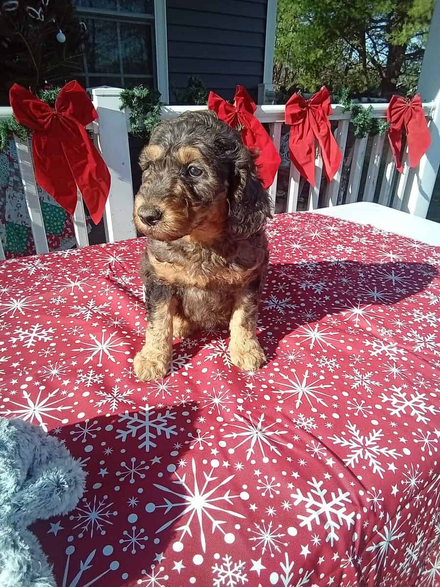 Goldendoodle puppies just ready image 2