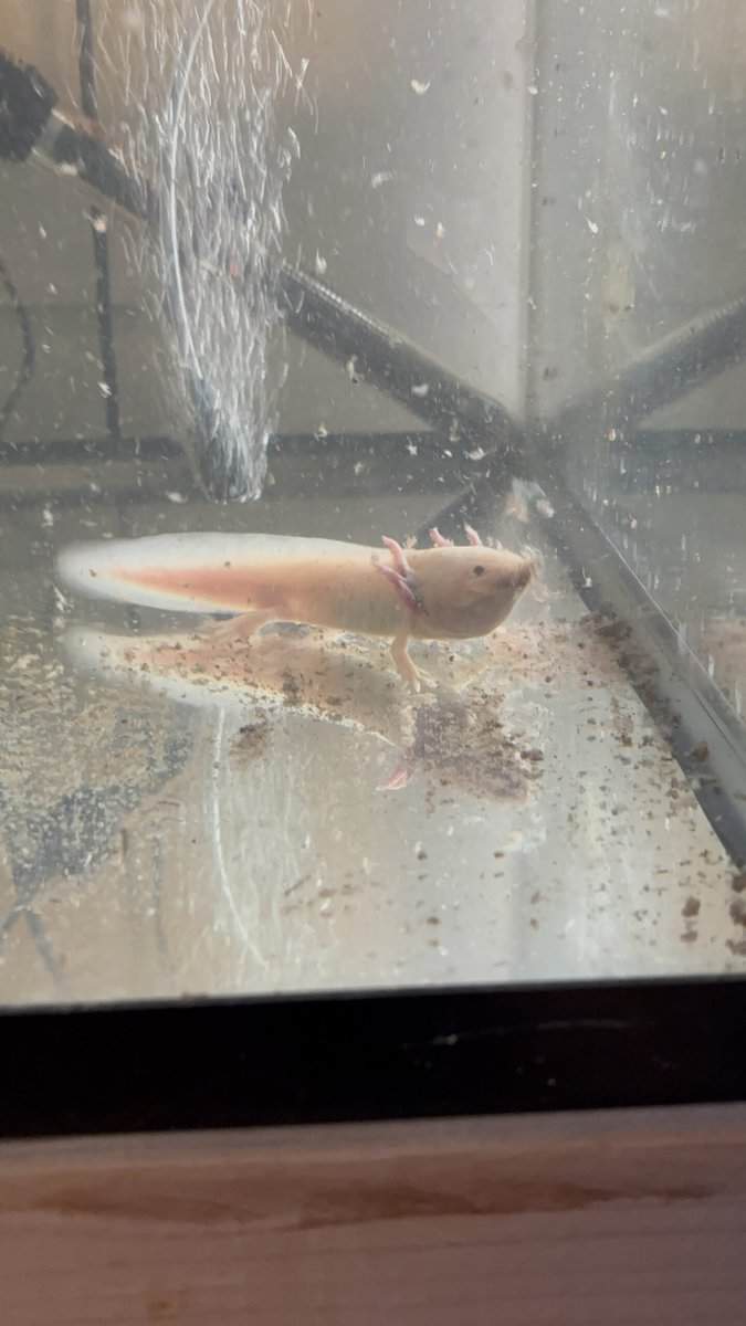 8 inch axolotl‘s image 3