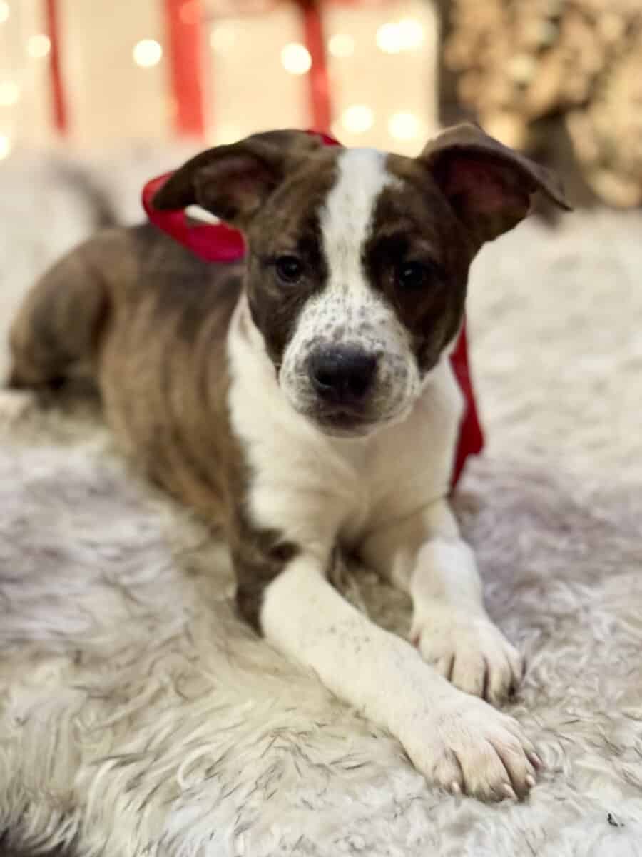 🏡🐶🐾Adorable Pit/Mix Puppies !!🐾🐶 🏡 image 6