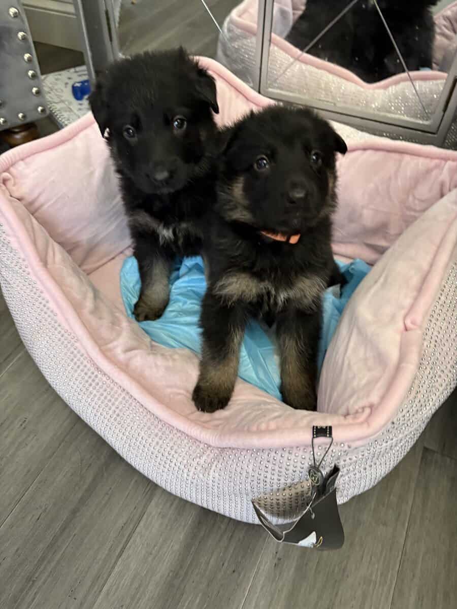 Christmas pups ready for homes image 1