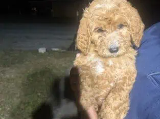 Goldendoodle puppies