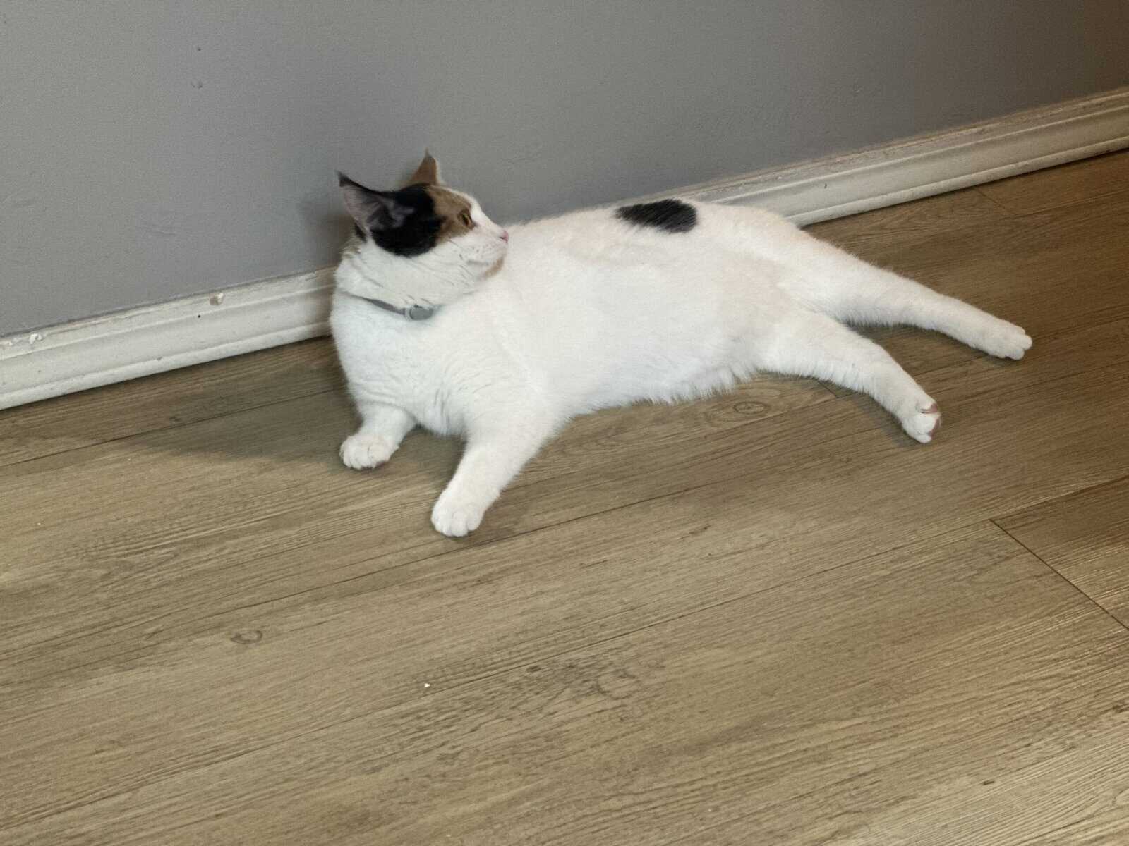 Manx Cat Femal for Sale image 4