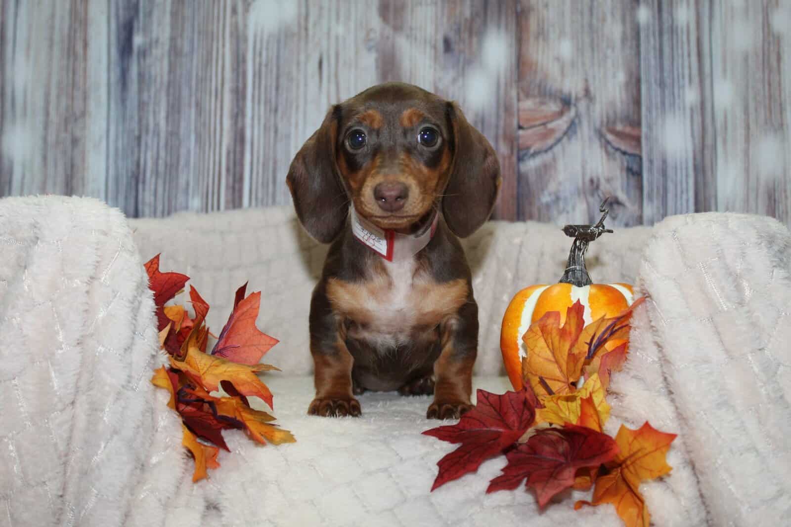 OMG Mini Dachshund Puppies image 2