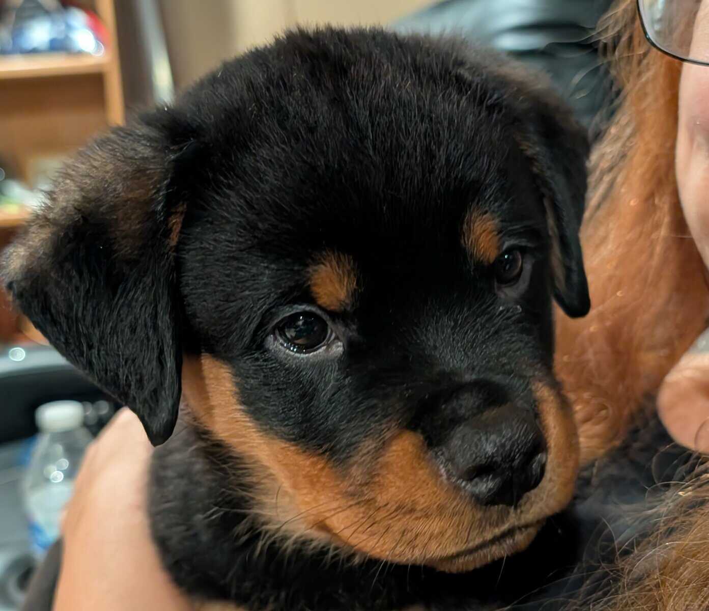 AKC Rottweiler puppies - Phoenix AZ image 3