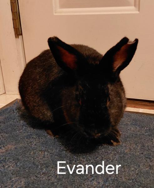 Evander image 1