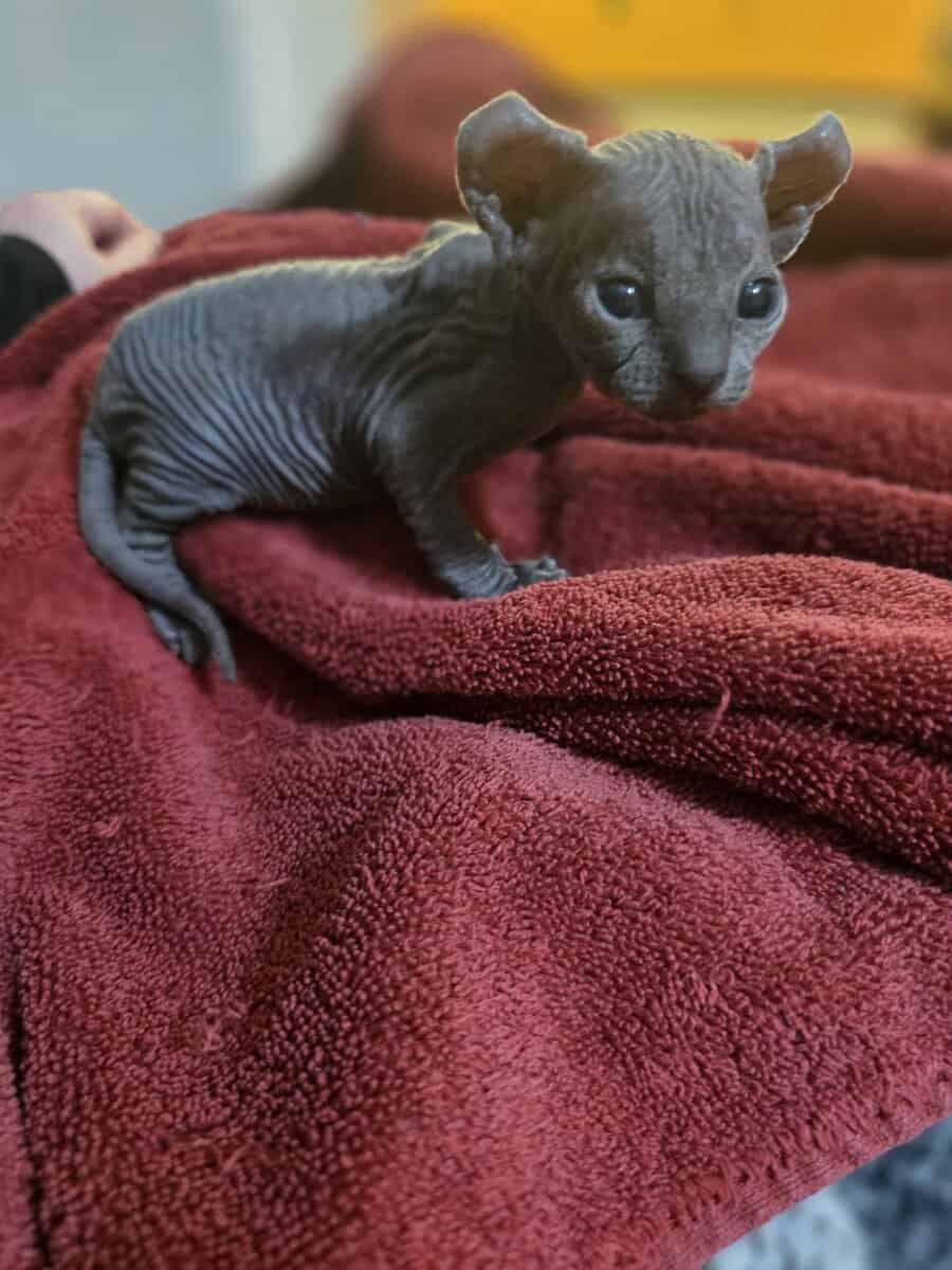 Hairless Sphynx Kittens image 5