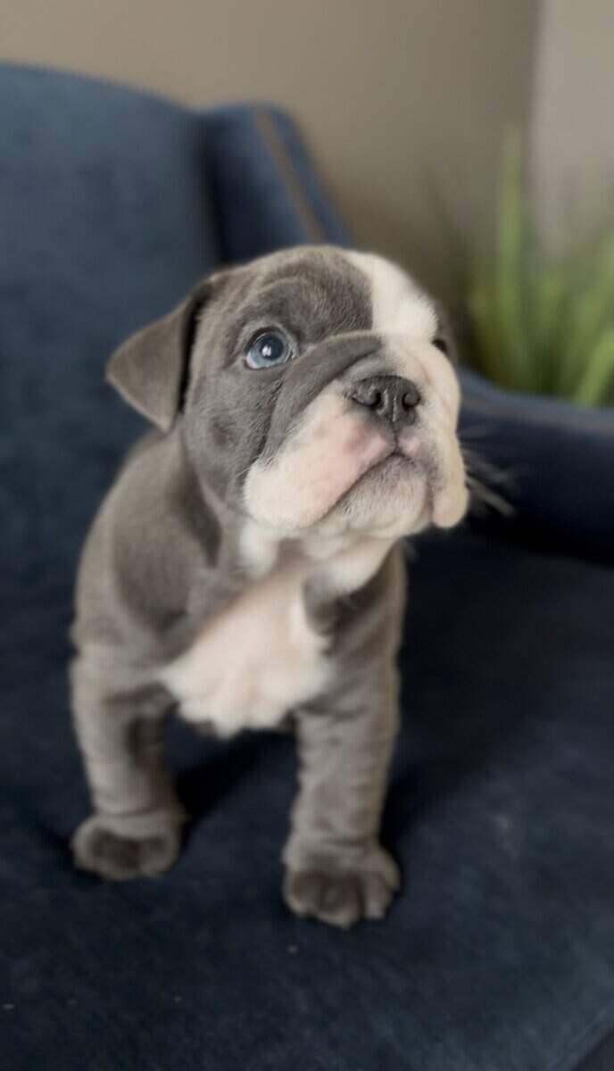 Adorable English Bulldog Puppies image 2