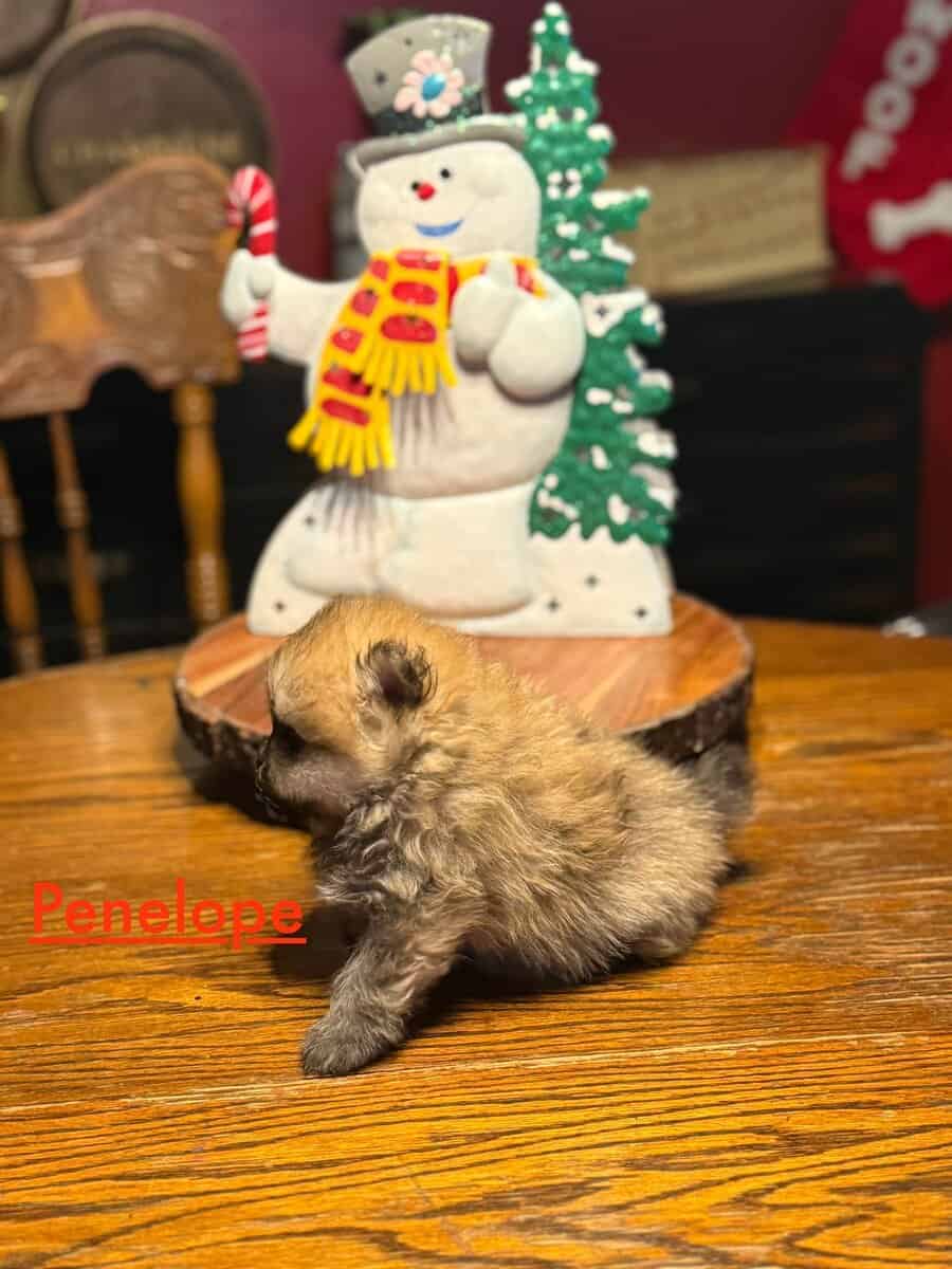 Adorable Pomeranian Puppies image 10