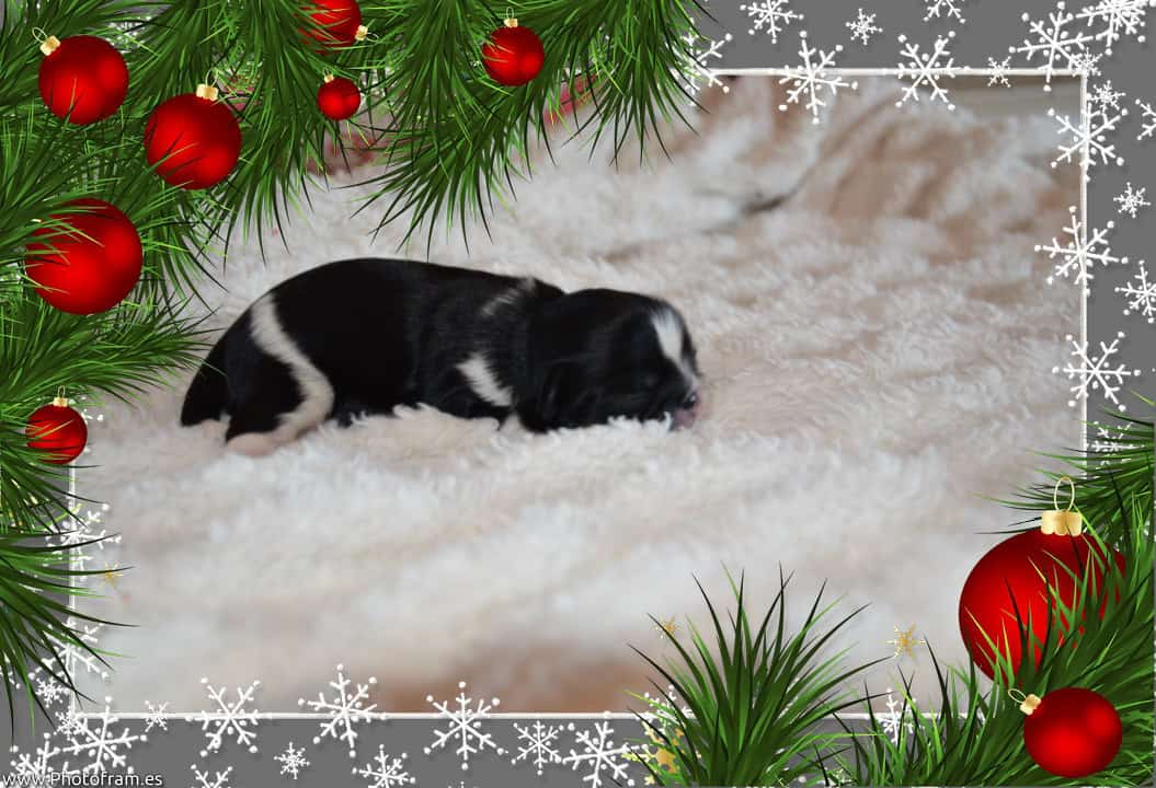Gorgeous AKC Shih Tzu Puppies image 4