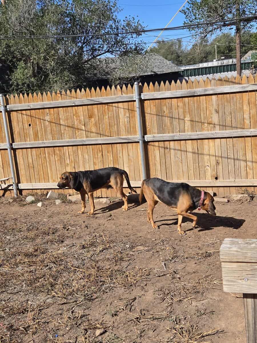 2 bloodhounds image 1