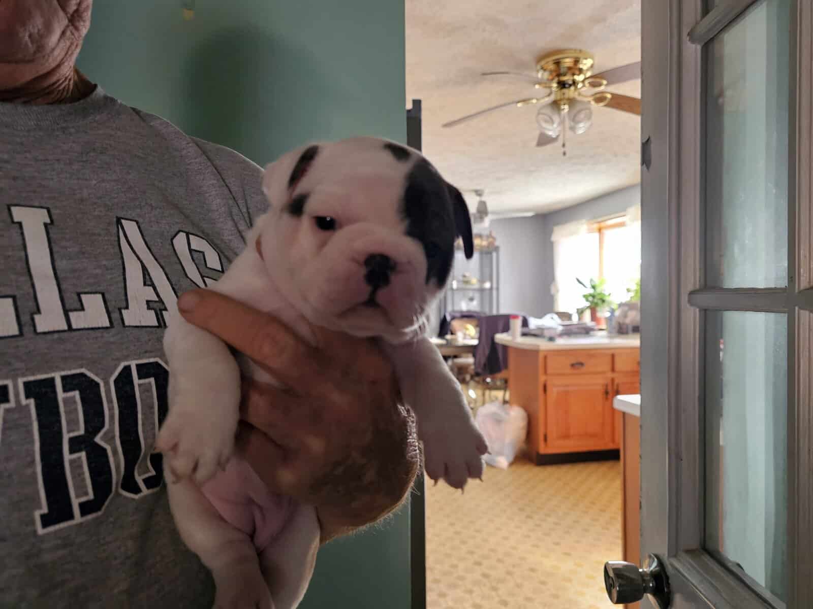 French bulldog puppies image 4