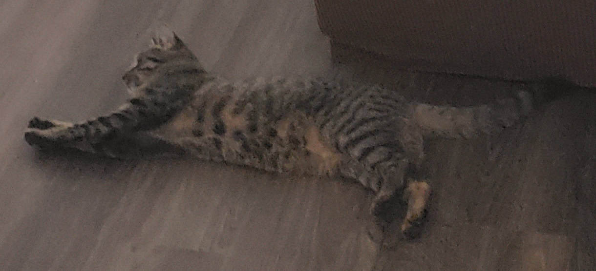 Cocoa, a Healthy and Fully Vaccinated Tabby image 12