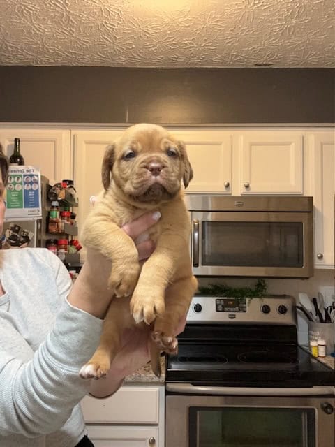 Champ BL/ 8 week old Dogue De Bordeaux pups image 9