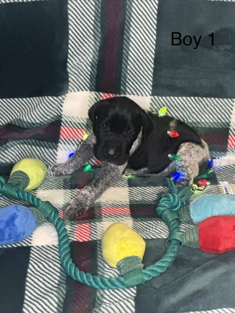 German Shorthair Pointer Puppies image 6