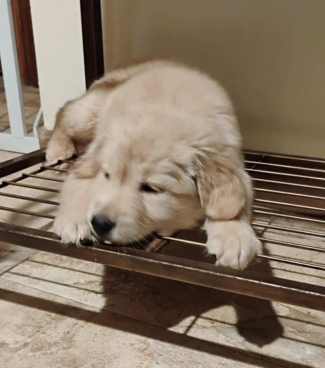 Golden Retriever puppies image 5