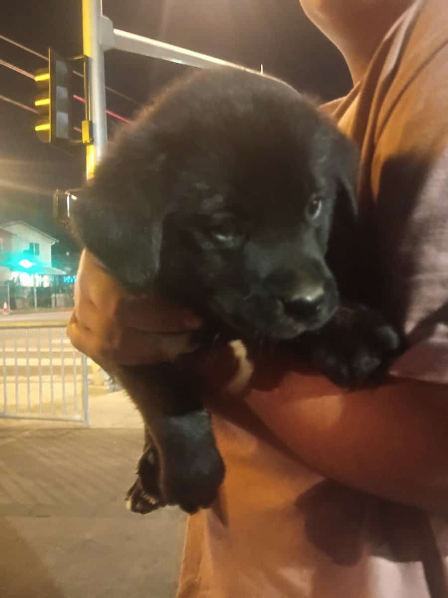 Puppies for sale image 1
