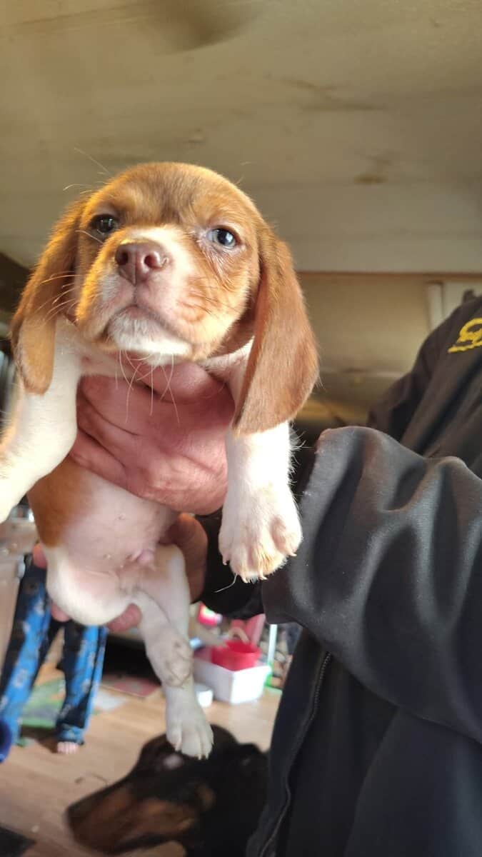 Beagle puppies image 3