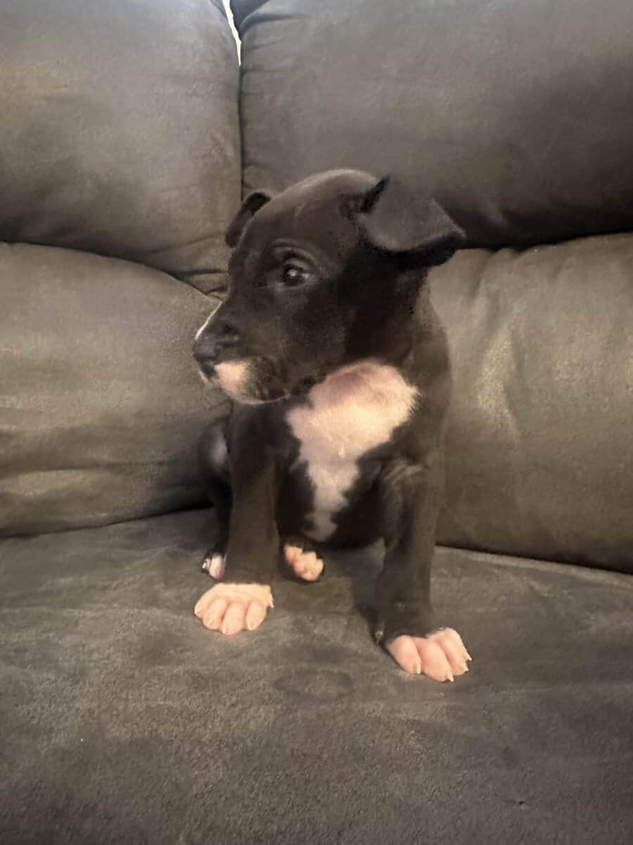 Great Dane Puppies image 4