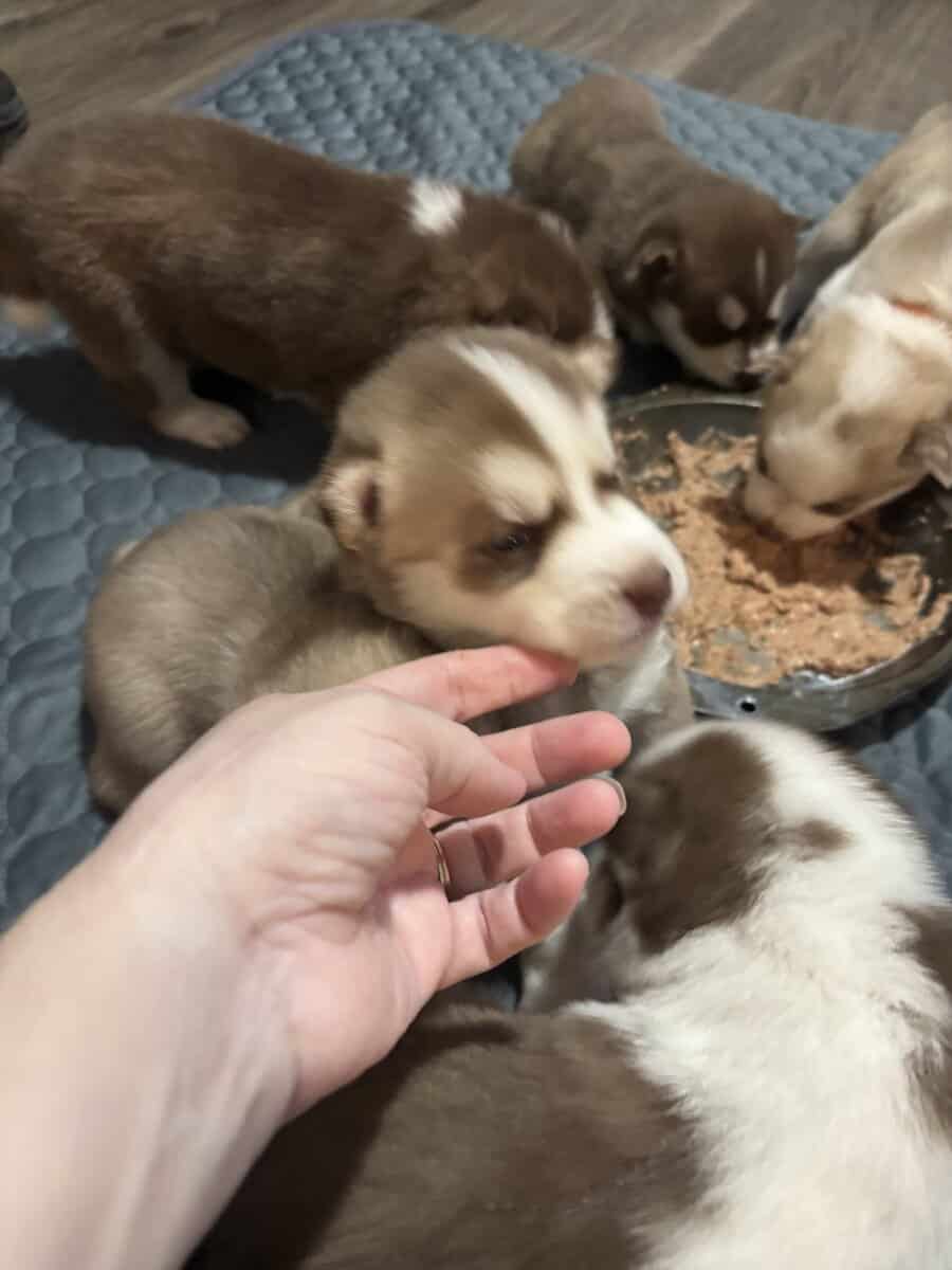 Alusky Puppies image 7
