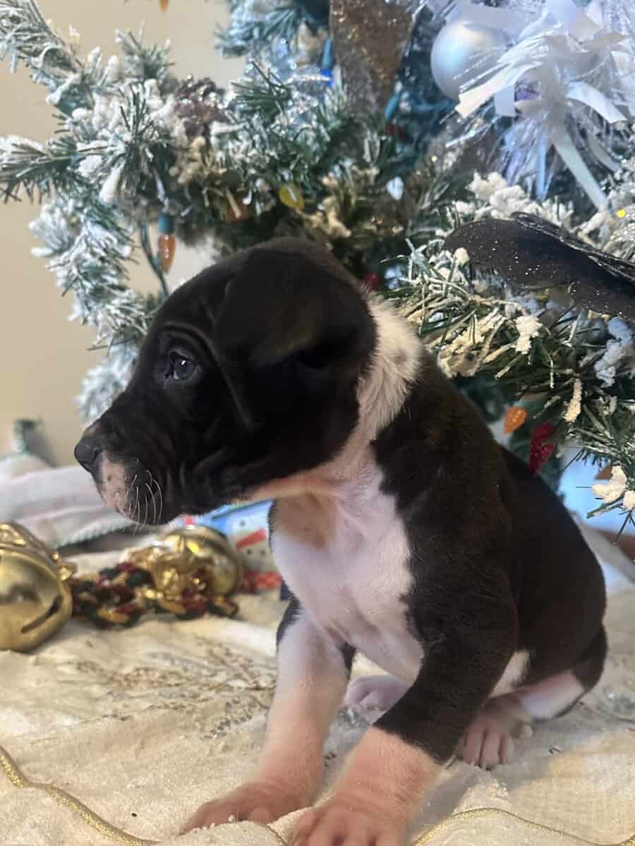 Great Dane Puppies image 3
