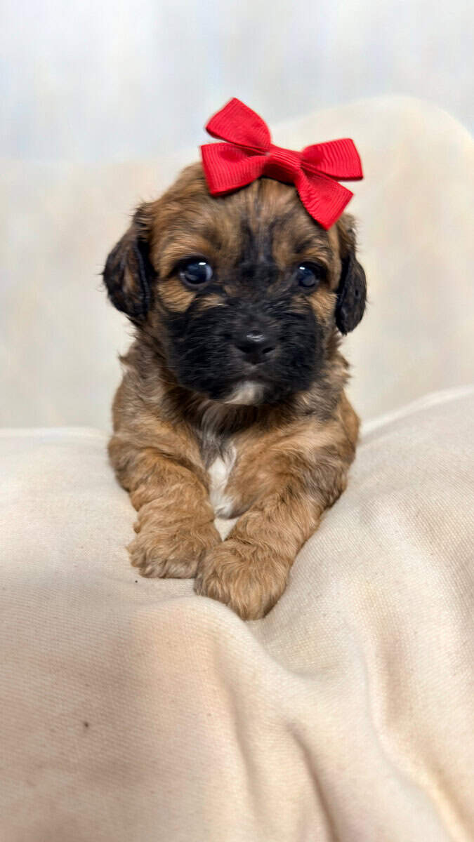 Shih Tzu Christmas-Ready Companions image 2