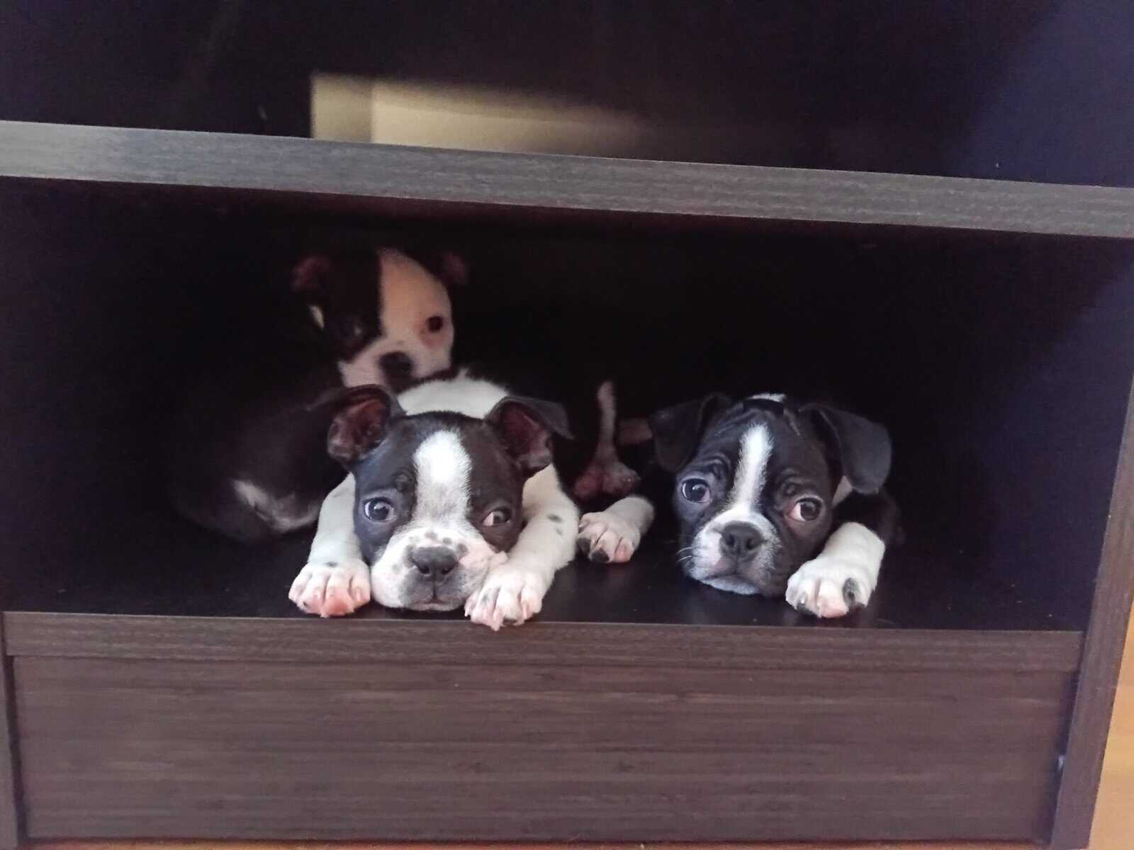 Boston Terrier Pup-Ready for Christmas! 🎄 image 5