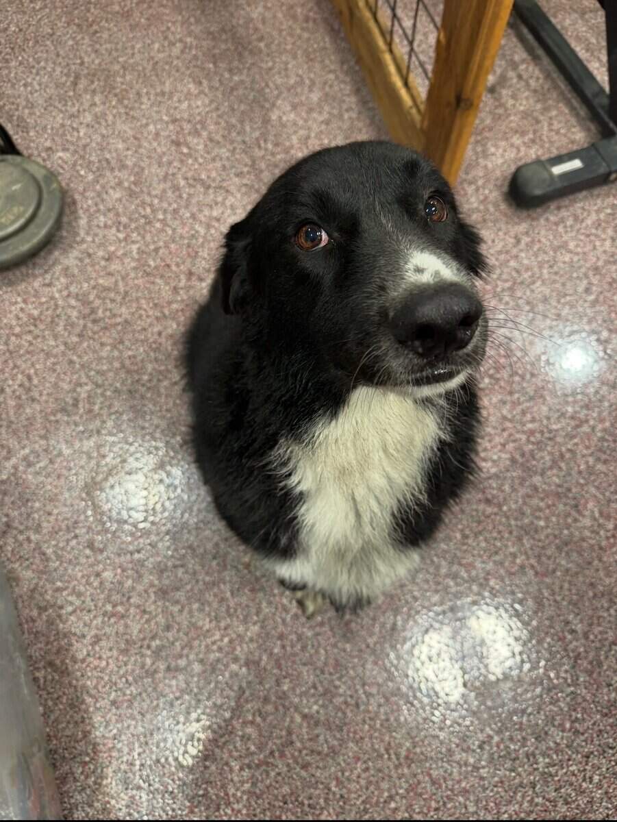 Rehoming a border collie image 3