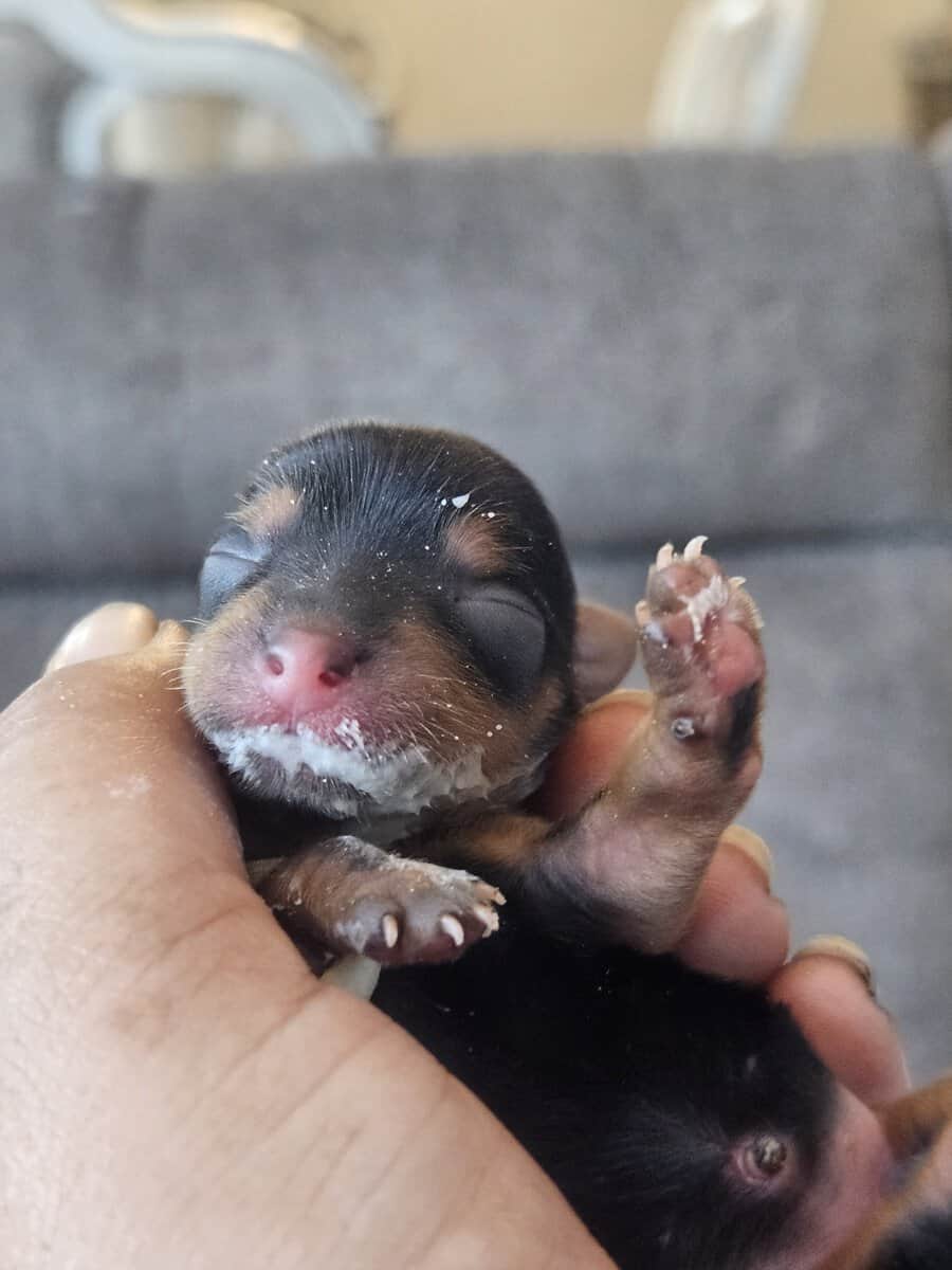6 girls 1 boy Teacup Yorkies Available image 4