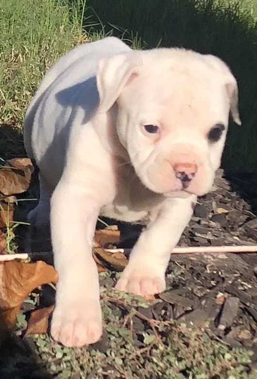 American Bulldog puppy image 3