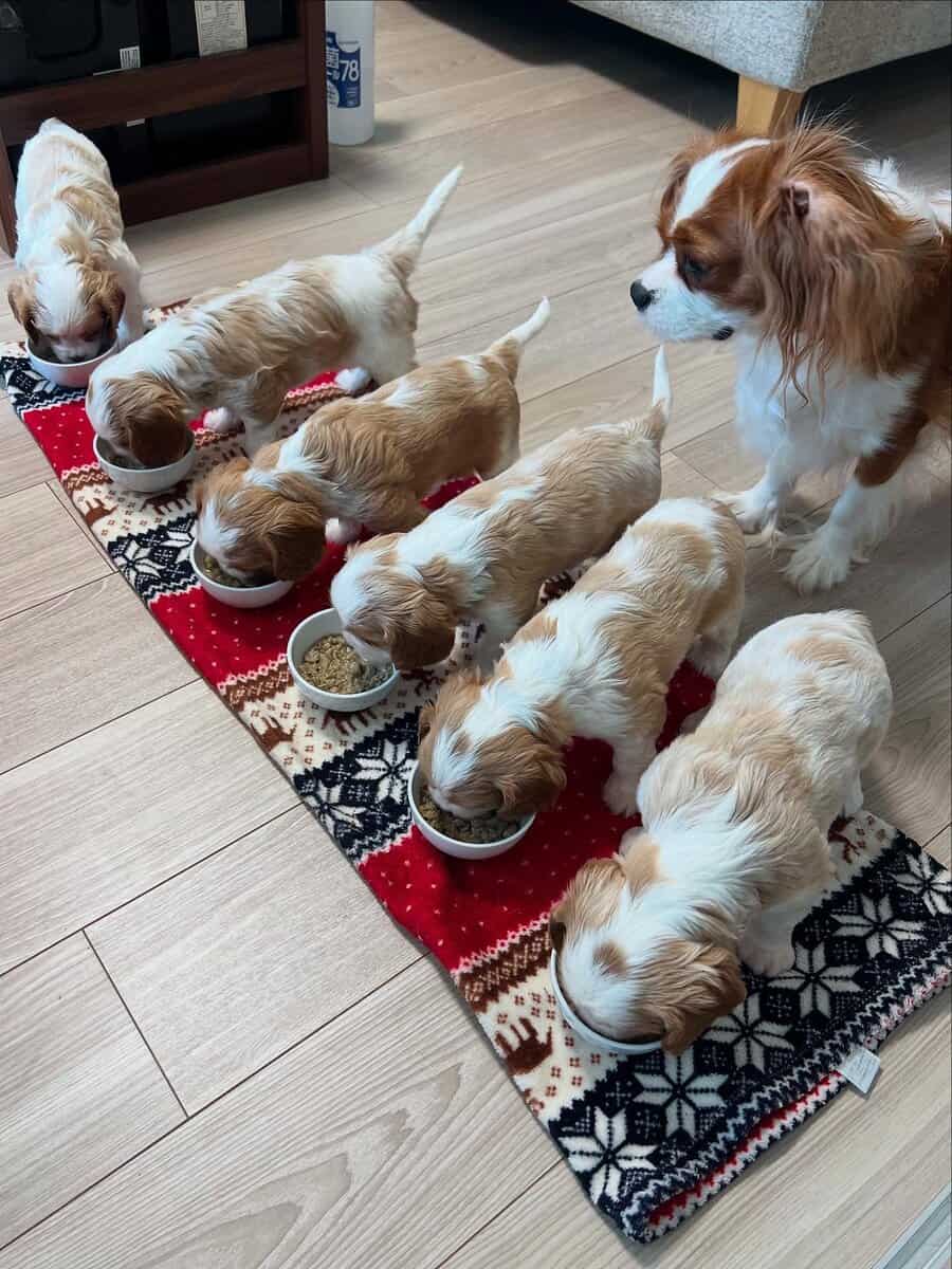AKC Cavalier King Charles Spaniel Puppies Availabl image 2