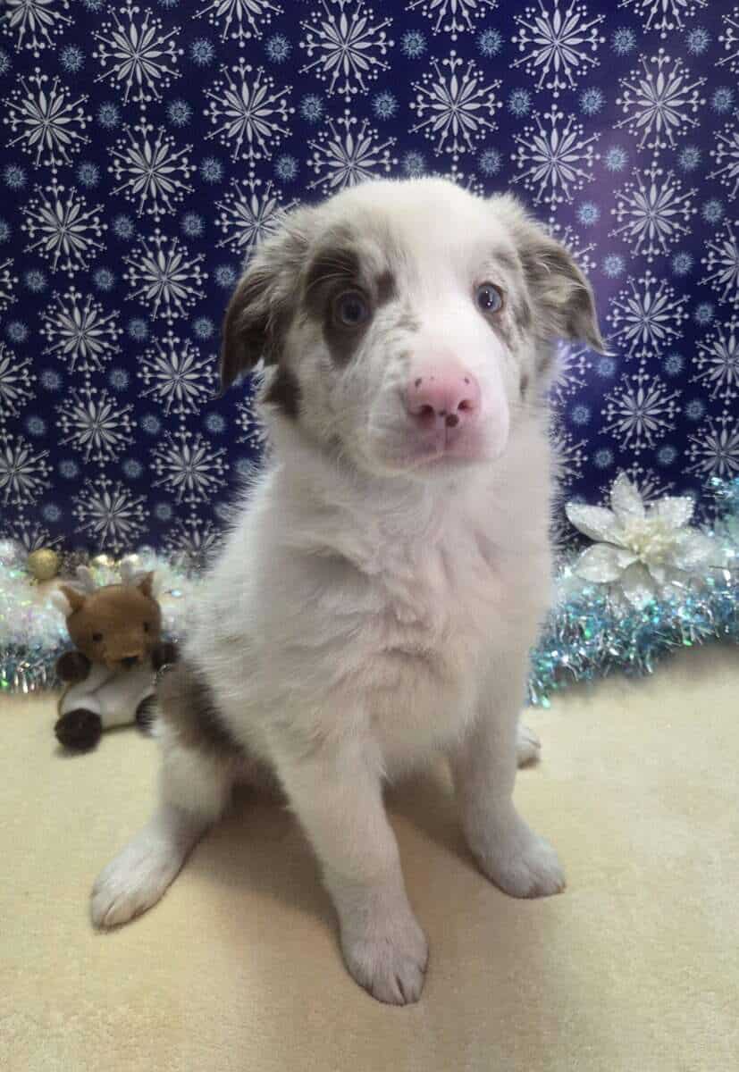 Border collie puppies image 12
