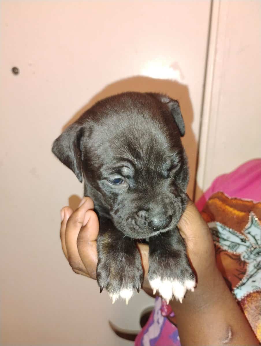 Corso pit mix image 4