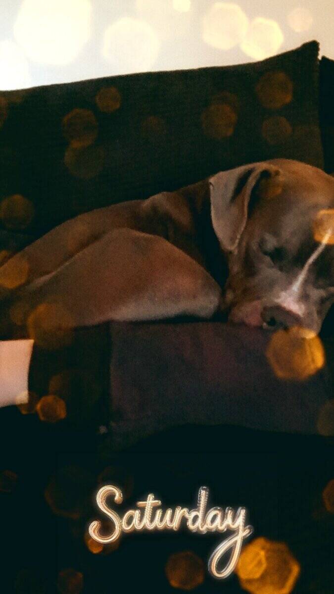 Looking for a home for Kilo image 4