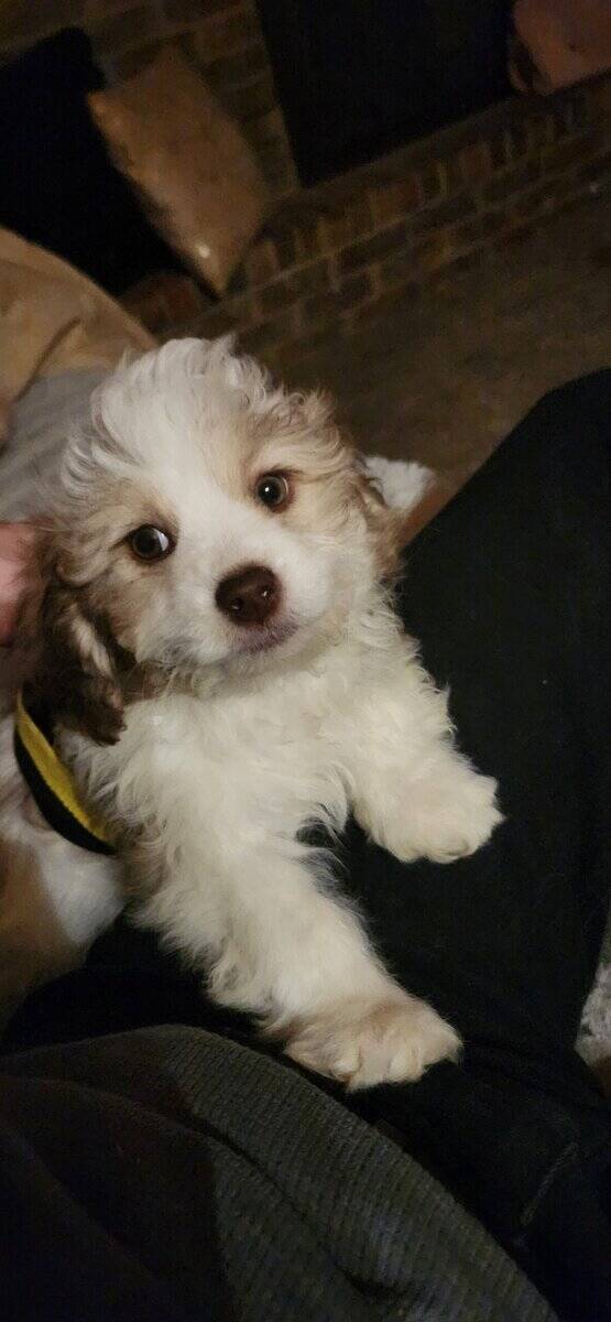 3 male Lhasa Poo pups left image 1